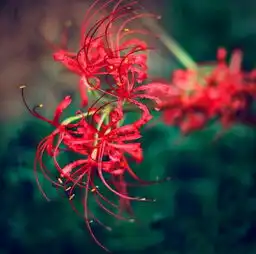 彼岸花的传说与花语是什么