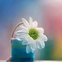 美丽的花朵图片头像漂亮美丽花朵头像