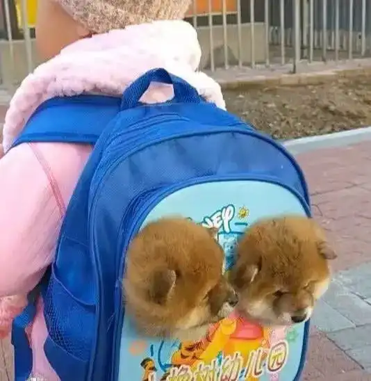 孩子背着狗狗去幼儿园,老师仔细一看,不相信自己的眼睛