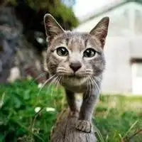 专用头像女高冷霸气狮子