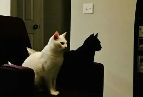 不服来辩养两只猫就是比养一只猫更幸福