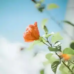 罗晋与唐嫣幸得识卿桃花面,从此阡陌多暖春