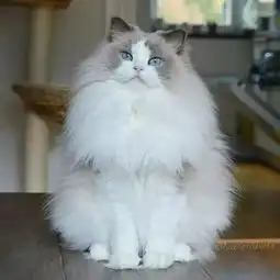 粉丝家里的猫太好看,每天都被主子撩的不要不要的...