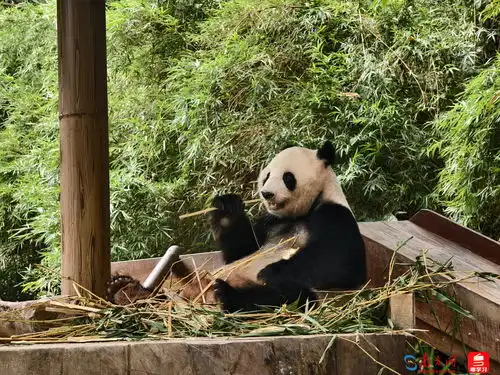 中秋穗月相约广东逛长隆品美食游珠江,中外家庭粤式中秋过足瘾