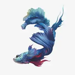 有没有蓝色的金鱼头像