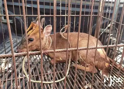 呆萌野山羊闯入叙永村民家,竟是国家三有保护动物