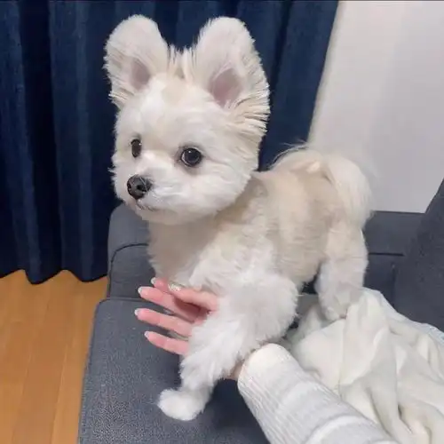 遛狗时被一群女生讨论这是猫咪吗,主人和狗都惊了哪里像猫啦