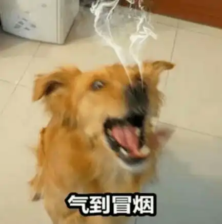 女生和狗狗的头像道歉