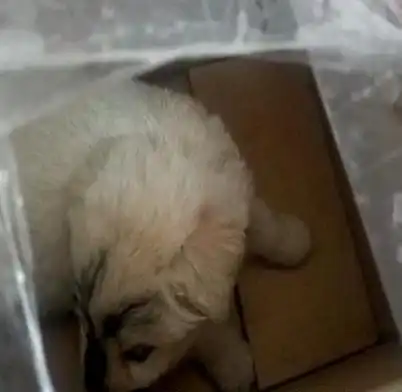 女主人网上买狗,包邮回家后,看一眼竟吓晕了