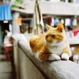 隆昌公寓摄影女孩肥猫