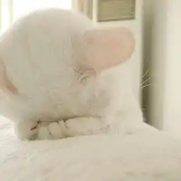 求一猫头像,有图片,但是不清晰,求完整的高清图片.