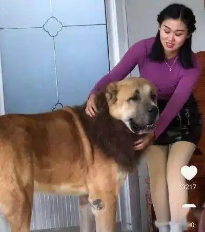女主人养了一只猛犬,特别像狮子,相处却很融洽