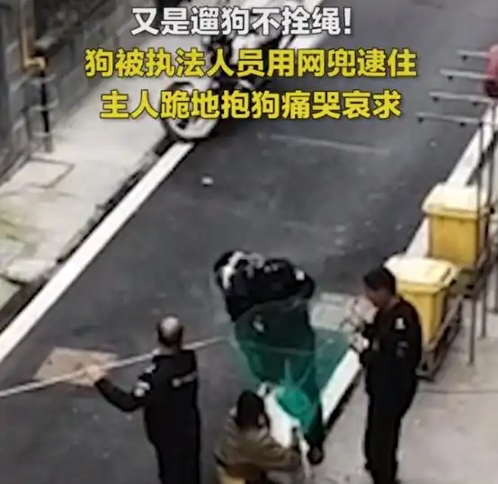 街头不牵绳,女子缠住执法人员为狗下跪求放过,场面太难看