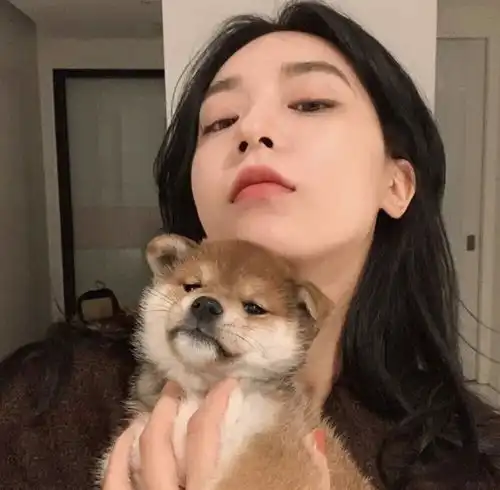 女生和狗狗的头像哈哈哈