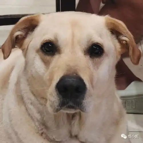 女生和狗狗的头像绝育