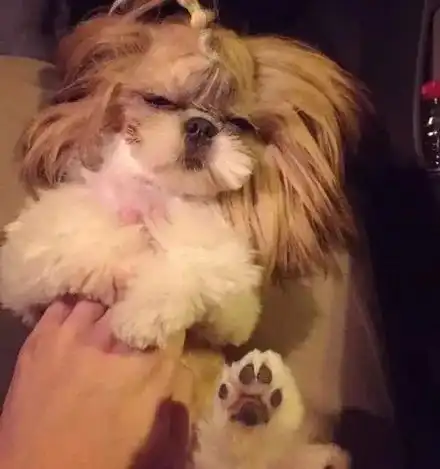 狗狗不能交给奶奶养,也不能交给男朋友养,那如果交给女朋友养呢