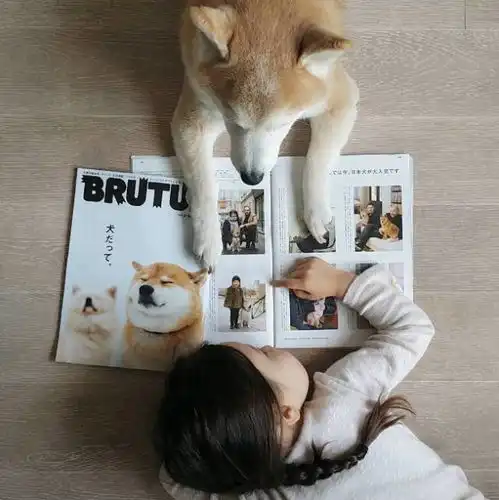 生个萝莉养条狗,此生无所求