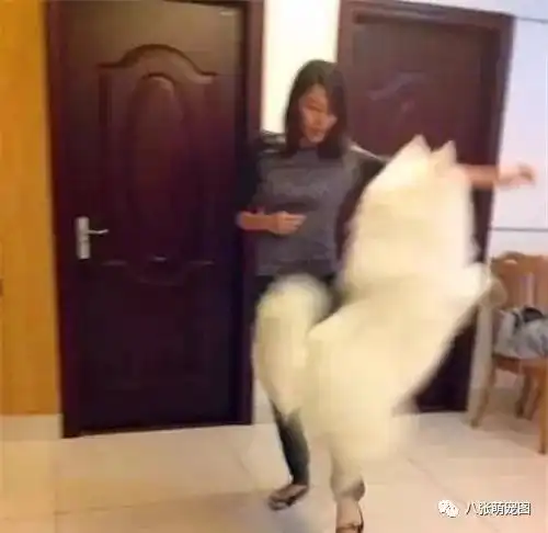 女孩捡了只遍体鳞伤的流浪狗回家,被各种嫌弃,结果一年后逆转成白富美