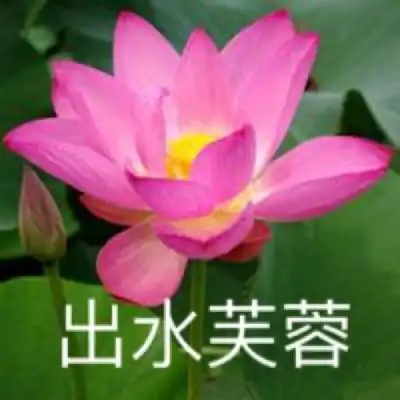 网上打桥牌