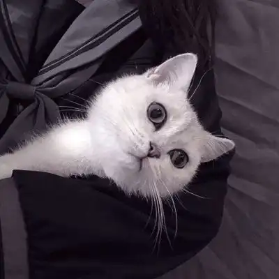 少女与猫头像少数人