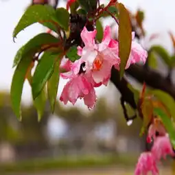 海棠花图片,海棠花图片大全