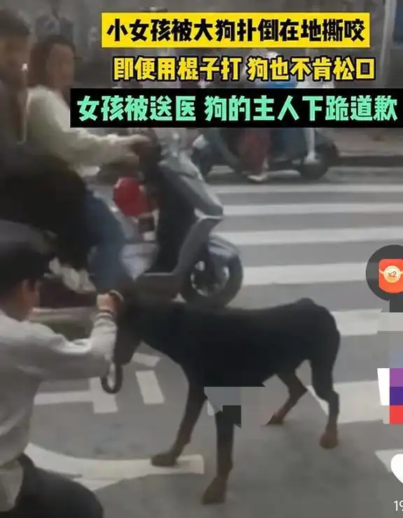 恶犬当街撕咬女孩,狗主人跪地道歉,女孩伤势不轻,敲响了警钟
