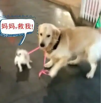 女孩遛狗遇到不良金毛,竟然强抢民狗接下来的一幕把众人笑喷
