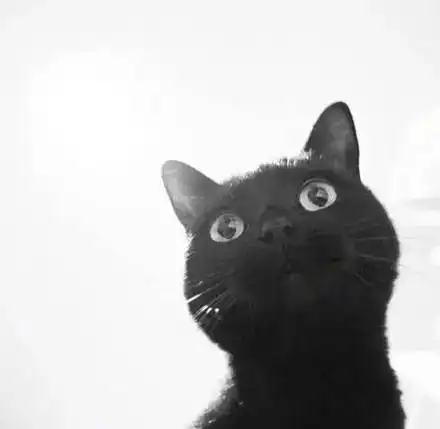 黑猫图片大全可爱头像