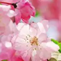 海棠花头像微信头像图片大全
