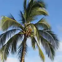 佛家女子头像图片大全椰