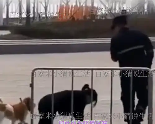 深圳一女子与狗同拴一根绳跪地爬行,网友怒斥道德底线何在