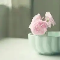 清新淡雅的唯美花朵个性头像