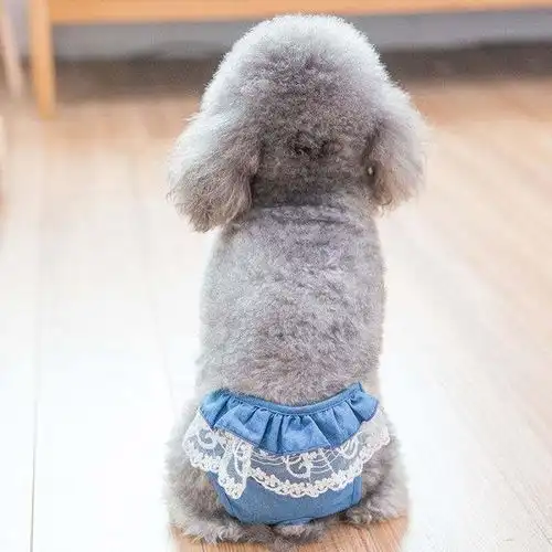 揭秘女生为什么养公狗,都是因为这几种好处