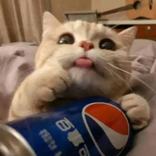 少女与猫头像爱情麻辣烫