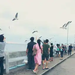 观夕阳喂海鸥,像本地人一样生活