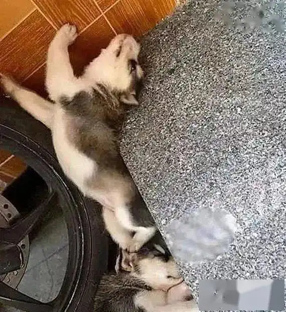 女生和狗狗的头像网购