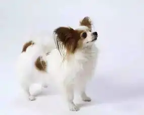 女生和狗狗的头像蝴蝶犬