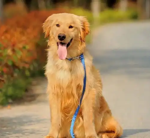 图沈阳比熊犬泰迪熊狗狗出售包健康包纯种签订协议沈阳宠物狗