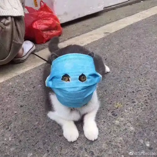 15岁女生头像戴口罩的猫