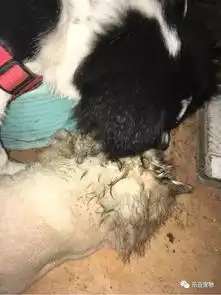 医生告知小狗得了犬瘟,主人出门就扔到了垃圾箱里,你要仍我偏救