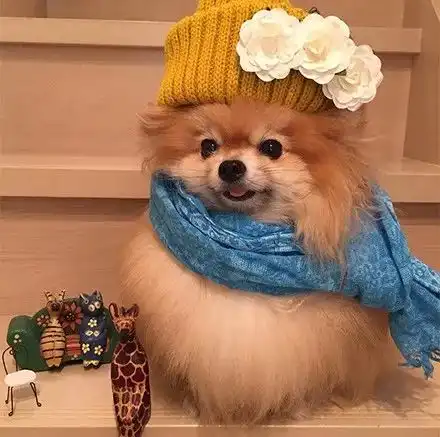 你的衣服,不仅没这只狗狗的多,很可能还没它的好看