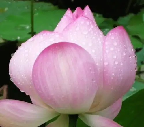 6月底,4属相财运上涨,鸿运当头,事业顺利,财禄兴旺