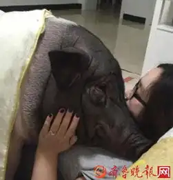 女士专用头像姓氏宠物猪