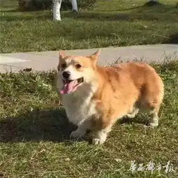 狗狗走丢2小时被人剥皮失主不知怎么跟儿子说