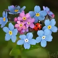 qq头像花朵唯美小清新