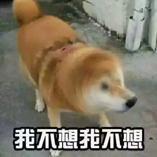 没有女朋友真不怪我,因为狗都比我会撩