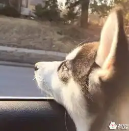 女朋友想养哈士奇,直到我给她看了这些照片