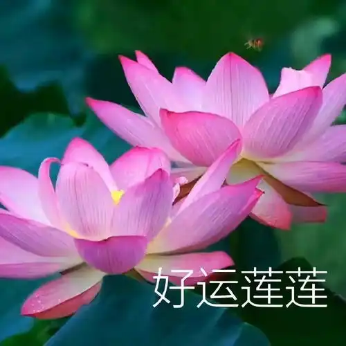 转发这个玖月奇迹,祝你九月好运连连