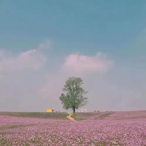 花海微信头像图片大全