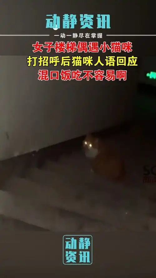 女子楼梯偶遇小猫咪,打招呼后猫咪人语回应,混口饭吃不容易啊猫咪说人话系列神奇动物在抖音暖心